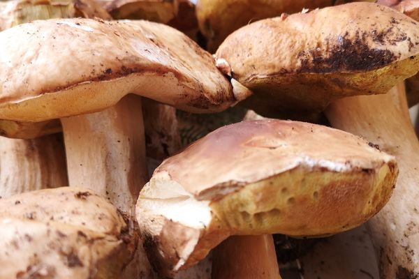 Les cèpes collectés par ce Guérétois sont ensuite lavés, séchés puis chauffés avant d'être mis en bouteille ou transformés en chips.