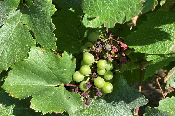 Chez ce producteur de vin paillé, 30% de la vigne est touchée.