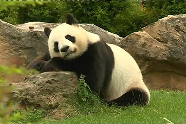 Huan Huan, femelle panda ZooParc de Beauval à St Aignan-sur-Cher dans le Loir-et-Cher