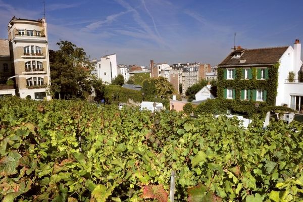  Paris : vue prise lors de la récolte du raisin des vignes de Montmartre