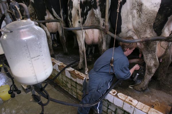 La coopérative Sodiaal paie environ 400 euros les mille litres de lait aux producteurs finistériens. Ils demandent une meilleure rémunération