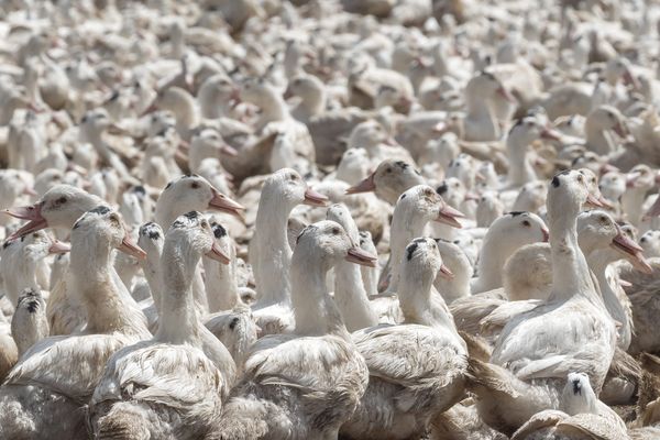 L'épidémie d'Influenza aviaire s'étend dans les terres du Pas-de-Calais, au risque de toucher des élevages de volailles.