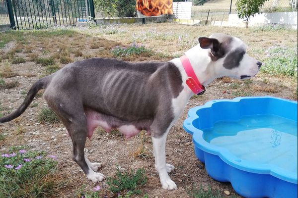 Parmi les chiens saisis, une mère de 10 chiots découverte dans un grand état de maigreur.