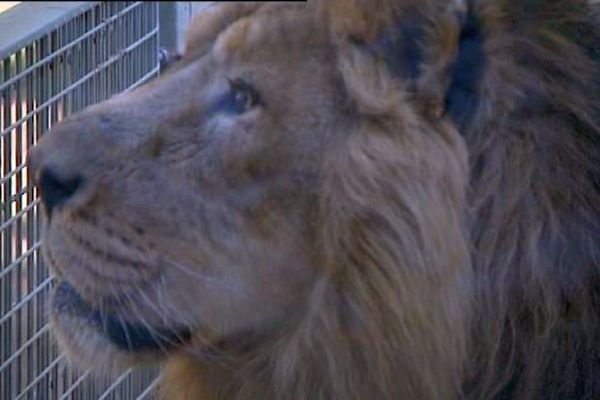 Téjas le lion était arrivé au zoo de la citadelle de Besançon en 2008.
