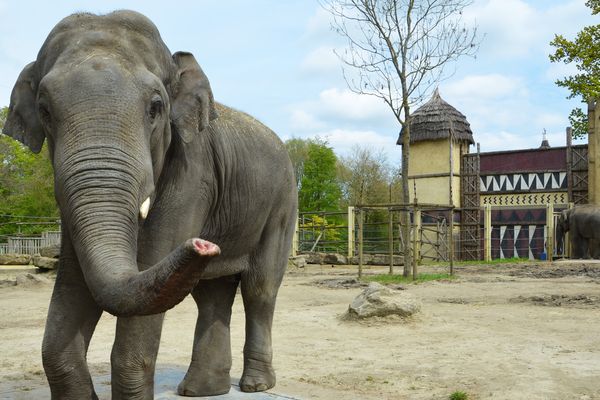 L'éléphant d'Asie était âgé de 13 ans.