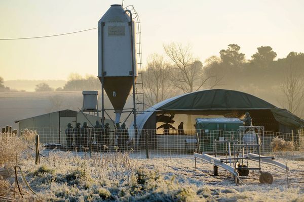 Grippe aviaire : abattage de 8000 canards, euthanasiés dans un élevage des Landes