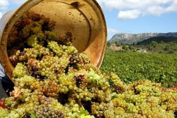 Archives : vendanges dans le vignoble des côtes du Roussillon de Tautavel.