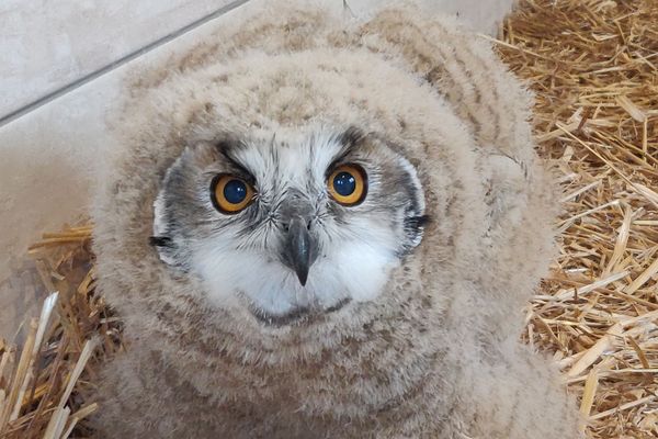 Photos Haute Savoie Une Vingtaine De Bebes Rapaces Sont Nes Au Parc Des Aigles Du Leman