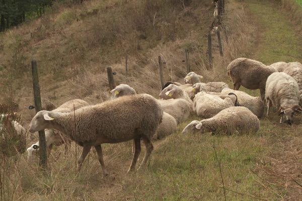 La maladie peut emporter jusqu'à 50% d'un troupeau de moutons et de brebis.