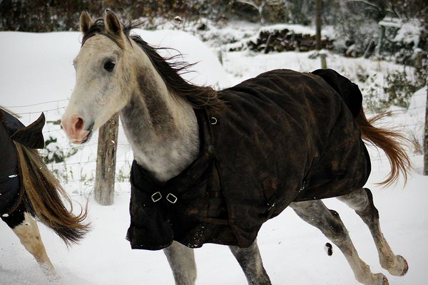 Deux des trois chevaux de Jeanne Petit sont toujours introuvables.