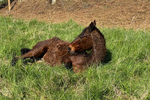 Oriatana, 22 ans, a été sauvée par l'association Cheval Espoir 38 alors qu'elle était dans une situation de maltraitance.