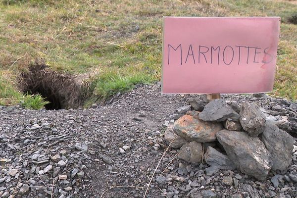 L'association Vivre et agir en Maurienne a planté des panneaux sur la future piste de ski pour signaler les terriers de marmottes.