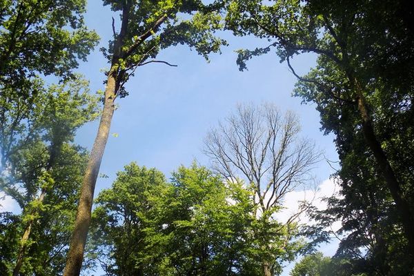 Forêt de Mormal le 7 juin