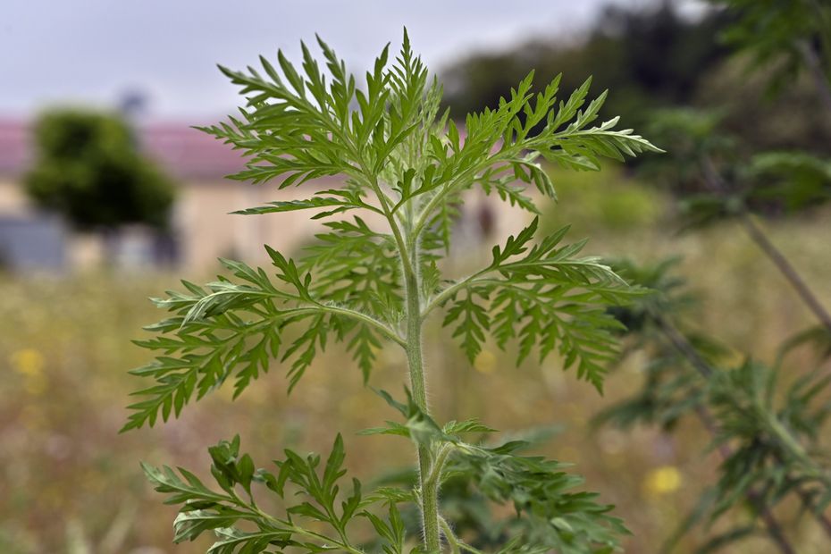 The ambrosia season begins in Bourgogne-Franche-Comté, the region of Nevers particularly affected