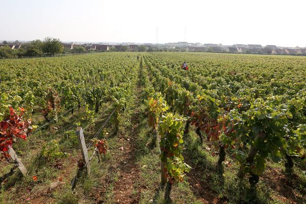 Vendanges près de Marsannay-la-Côte - archives - octobre 2014