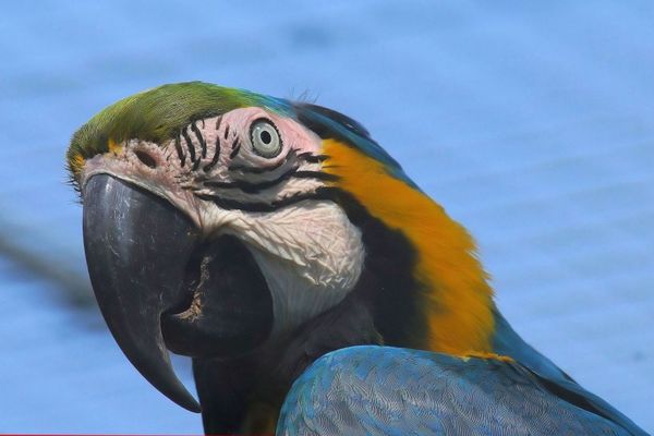 Les tropiques en Bretagne ? C'est au Tropical Parc de Saint-Jacut les Pins !