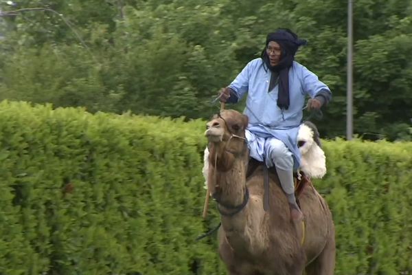 Ce jeudi 18 mai, l'hippodrome de Montluçon, dans l'Allier, accueille une course de dromadaires.