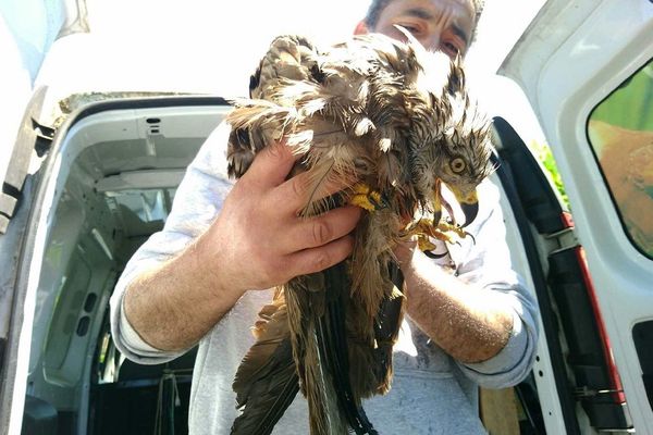 Le rapace blessé a été confié au Rocher des aigles, à Rocamadour.