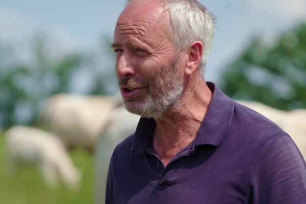 Laurent Billoux, un éleveur amoureux des vaches charolaises.