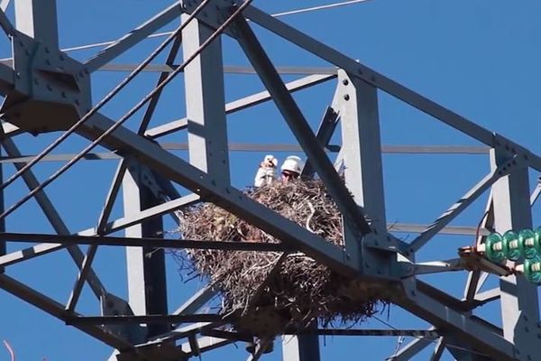 Le couple d'aigles de Bonelli a pris l'habitude de faire son nid sur cette ligne à très haute tension.