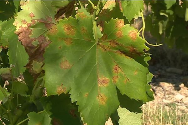 Le phénomène de la tache d'huile symptomatique de la présence du mildiou dans les vignes