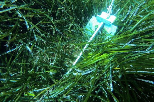 Les ancres provoquent des dégâts considérables dans les champs de posidonie ou de zostère. Des solutions sont cherchées pour éviter de racler les fonds marins.