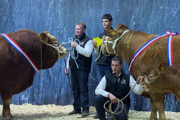 Jersey du Gaec Pimpin et Jouvence de l'élevage de Philippe Deshoulières sacrés au salon de l'agriculture