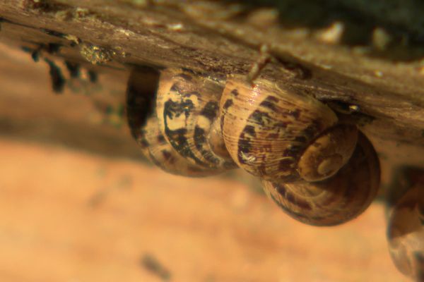 A Saint-Broladre, Amandine Garnier élève des escargots qu'elle transforme en différents plats