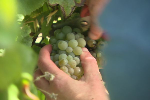 La récolte manuelle, plus longue et exigeante permet une meilleure sélection des fruits