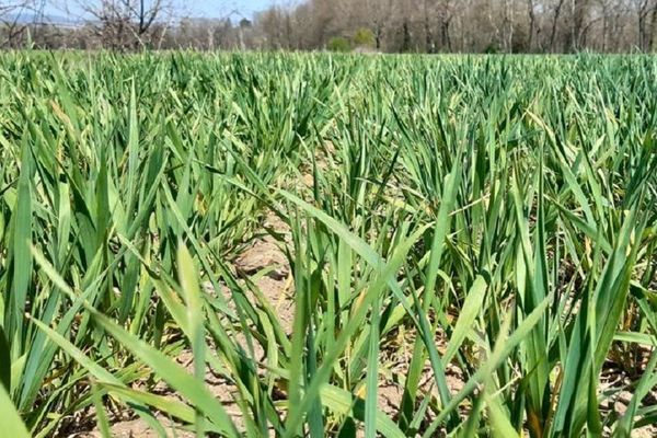 En Auvergne, la sécheresse de l'hiver et la douceur du printemps inquiètent les agriculteurs, qui craignent une nouvelle année de sécheresse.