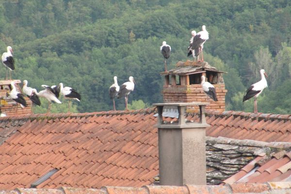 C'est une centaine de cigognes qui s'est posée à Saint-Félix-de-Sorgues en Aveyron. Un record.