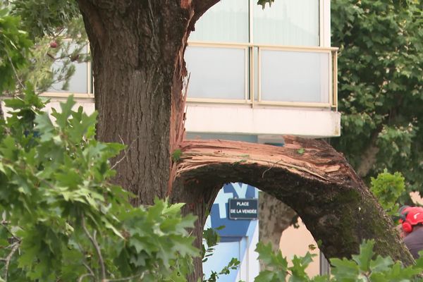 L'arbre a cassé sous l'effet de la chaleur