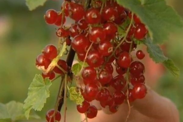 Le rendement des fruits rouges compromis par les conditions météorologiques de mai et de juin dans l'Oise 