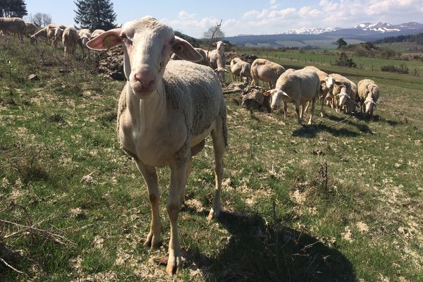 Les brebis ont maintenant la charge de maintenir le puy de Combegrasse dans son état originel