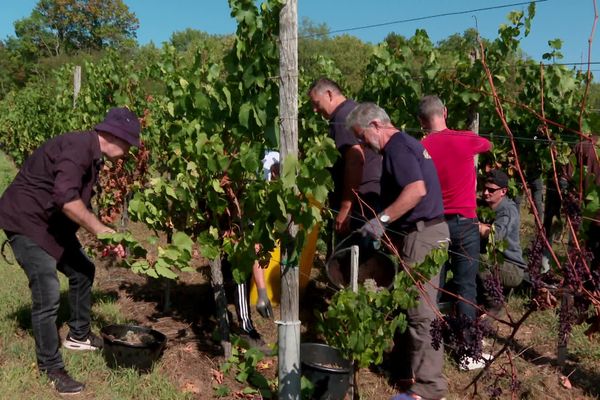 A Dorlisheim, une journée de vendanges solidaires.