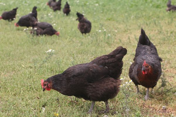 Près de Domart-en-Ponthieu dans la Somme, les gendarmes ont interceptés deux tueurs de poules.