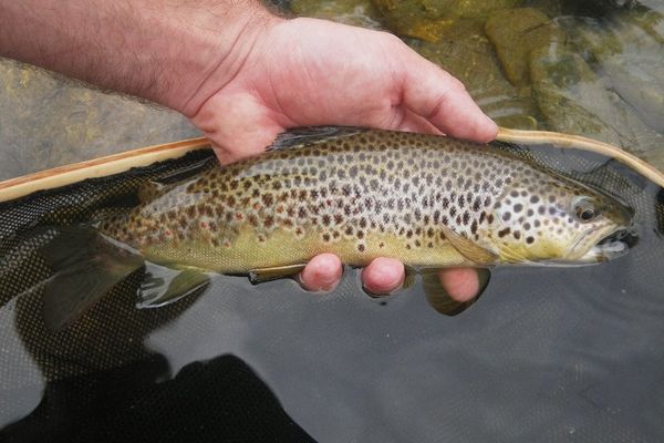 Truite fario des Pyrénées