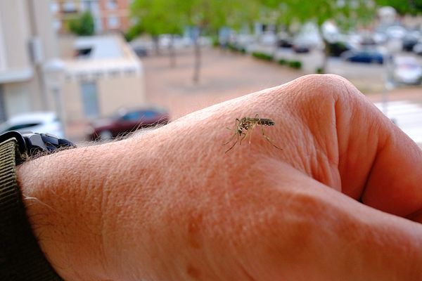 Deux cas de dengue dans les Monts d'or : le moustique-tigre dans le collimateur  (image archives)