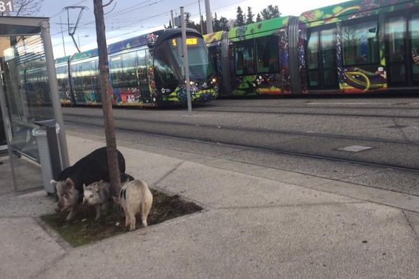 Des sangliers ou petits cochons au terminus du tramway de la Mosson à Montpellier le 2 janvier 2018.