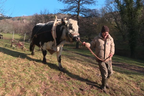 Philippe Kuhlmann est passionné depuis toujours par les bovins. Il ne veut ni tracteur ni machine à moteur sur sa ferme.