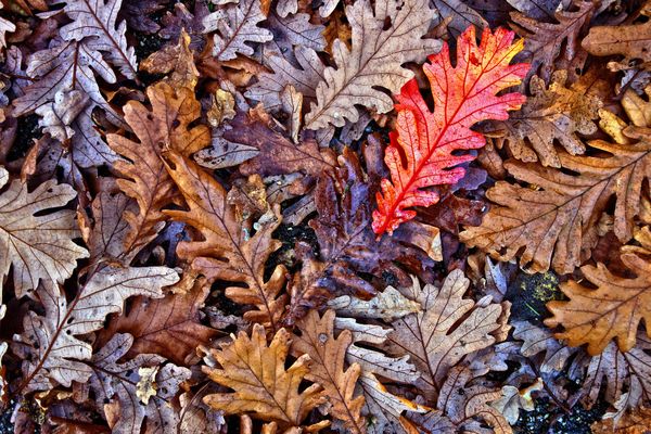 L'automne est bien là en Picardie, pourquoi pas aller au cinéma ou au musée ?