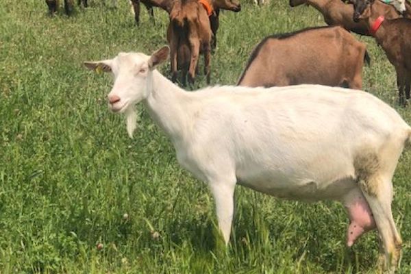 Sécheresse : en Ardèche, l'herbe est encore verte, et pourtant les chèvres vont rentrer !