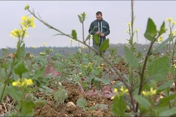 Des terres agricoles parfois enclavées, grignotées petit à petit par le milieu urbain 