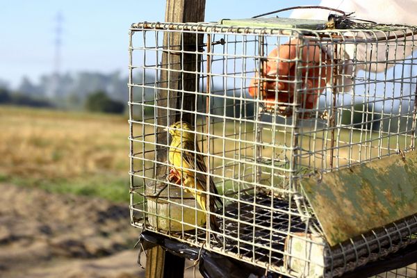 Photo d'un ortolan prisonnier d'un piège de braconneurs prise le 30 août 2009 à proximité de Tartas lors d'une action menée aujourd'hui par le président de la Ligue de protection des oiseaux (LPO), Allain Bougrain-Dubourg, 