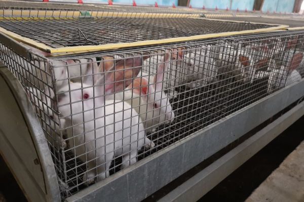 Un élevage de lapins menacé de disparaître dans l'Allier après les intempéries.