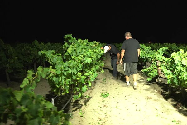 Quand la nuit tombe, les vendanges commencent dans ce domaine d'Aigues-Mortes.