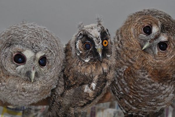 Des poussins de chouette hulotte et de hibou moyen-duc accueillis au Tichodrôme. 