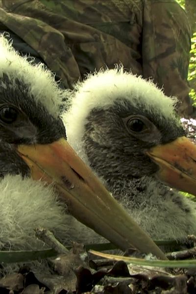 Trois cigogneaux ont été bagués et identifiés au parc national de Forêts.