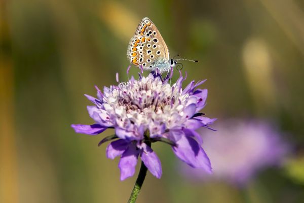 Ces derniers jours, l'Auvergne était sous le soleil et la chaleur pour l'arrivée du printemps. Ce week-end, les températures se rafraîchissent et reviennent aux normales de saison.