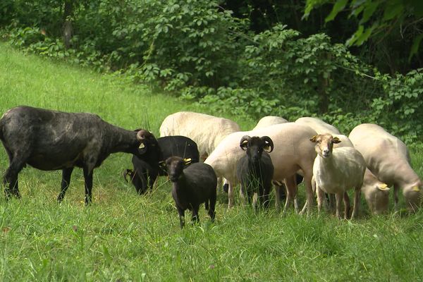 Le troupeau de la ville de Tulle (Corrèze) est constitué de seize moutons de différentes races